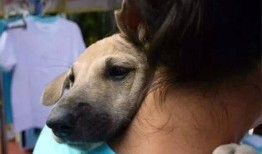 巴哥爆料赤犬视频播放,赤犬视频幕后真相大曝光！